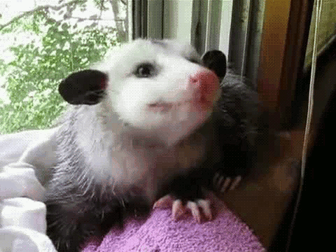 kAsMFe6.gif