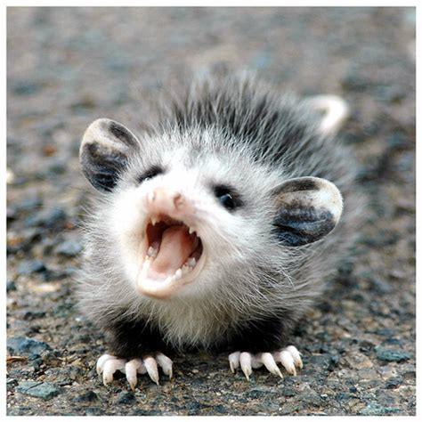 possum.jpg.901bff2e078ab5ef8c967520d7932bfe.jpg