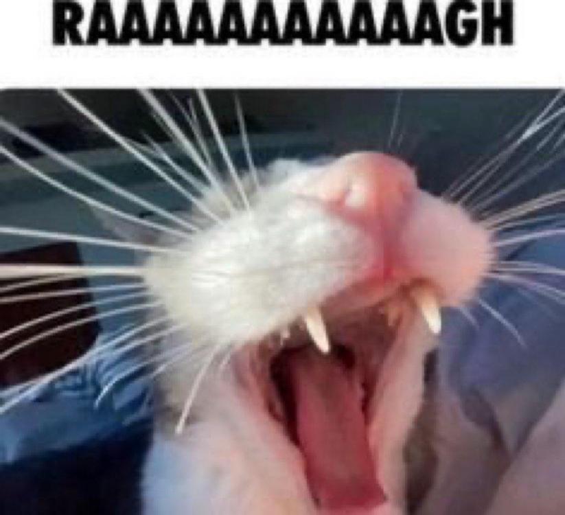 IMG_6074.thumb.jpeg.4e71d1c846113158050112c34bae200b.jpeg